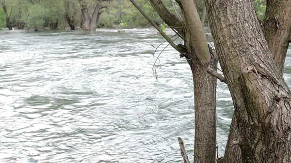 Illustration Bäume Ufer Des Flusses — Stockfoto