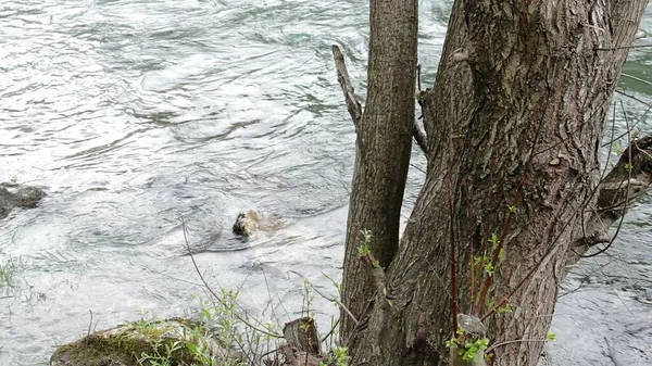 Illustration Bäume Ufer Des Flusses — Stockfoto