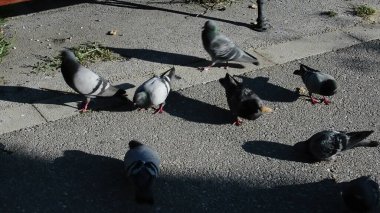 Güvercinler Park Geçidinde Besleniyor