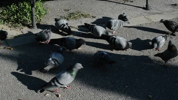 Palomas Alimentándose Callejón Del Parque — Foto de Stock