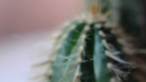 Close Cactus Its Thorns — Stock Photo, Image