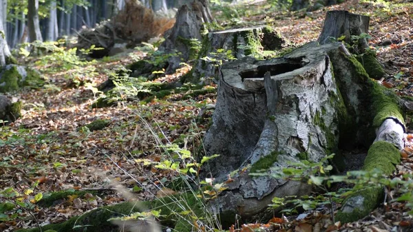 Bosque Con Árbol Muerto Cortado — Foto de Stock