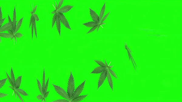 Illustrazione Foglia Marijuana Sullo Schermo Verde — Foto Stock