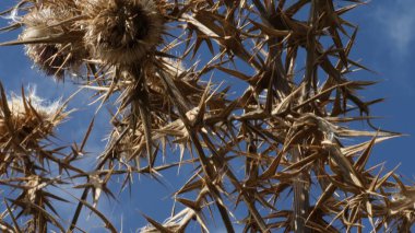 Ormandaki Çiçek Dikeni