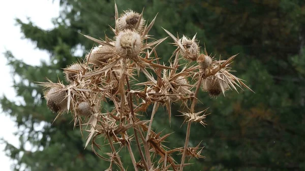 Blomma Thorn Skog — Stockfoto