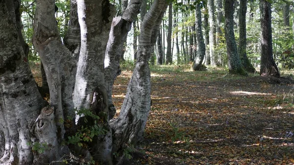 Höstskog Med Fallna Blad — Stockfoto