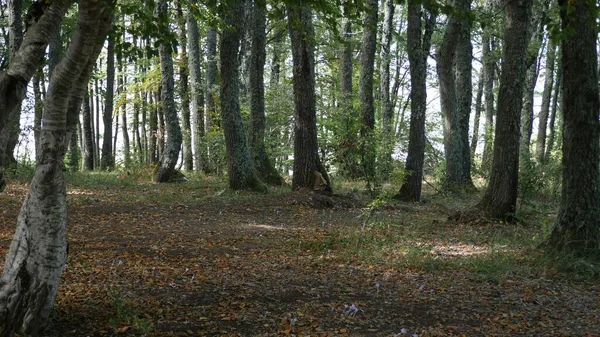 Herbstwald Mit Umgefallenen Blättern — Stockfoto