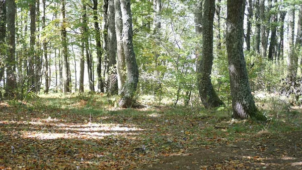 Höstskog Med Fallna Blad — Stockfoto