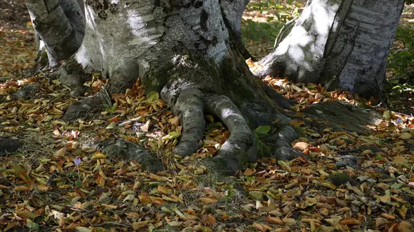 Herfst Bos Met Gevallen Bladeren — Stockfoto