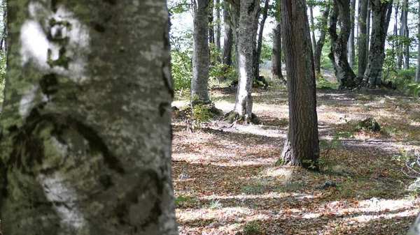 Floresta Outono Com Folhas Caídas — Fotografia de Stock