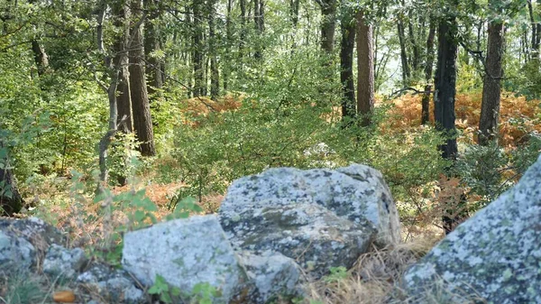 Höstskog Med Fallna Blad — Stockfoto