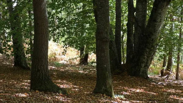 Höstskog Med Fallna Blad — Stockfoto