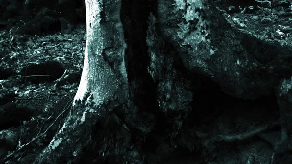 Страшні Дерева Лісі Темряві Сцена Жахів — стокове фото