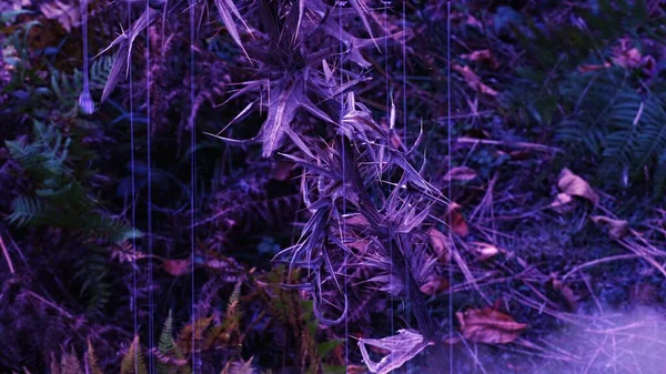 Ілюстрація Жахлива Квітка Лісі Темряві — стокове фото