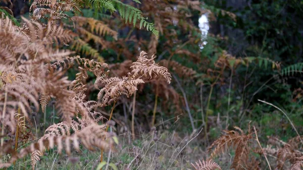 Helecho Seco Bosque Sol Otoño — Foto de Stock