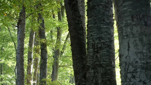 Bosque Otoño Con Hojas Caídas — Foto de Stock