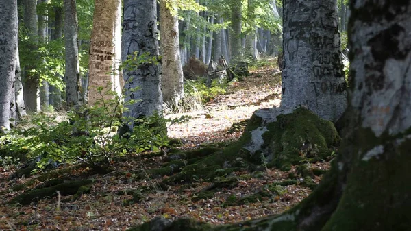 Bosque Otoño Con Hojas Caídas —  Fotos de Stock