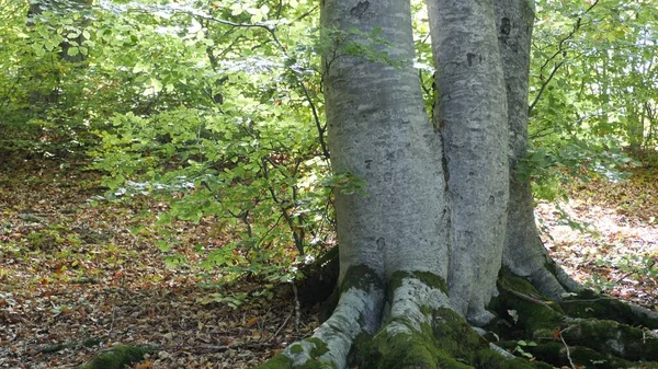 Bosque Otoño Con Hojas Caídas — Foto de Stock
