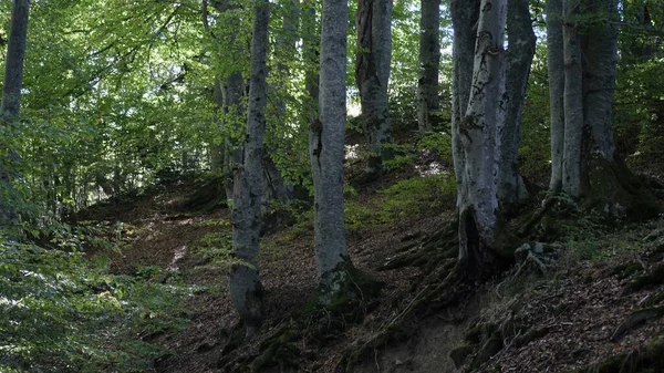 Höstskog Med Fallna Blad — Stockfoto