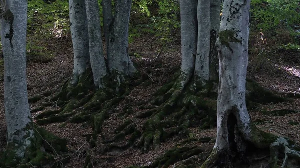 Herfst Bos Met Gevallen Bladeren — Stockfoto