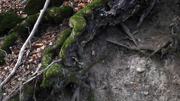 Höstskog Med Fallna Blad — Stockfoto