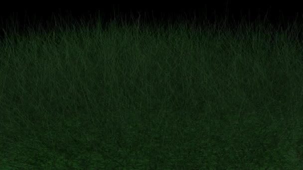 Grass Animation Black Background Render — Stock Video