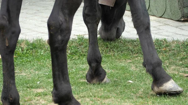 Horse Grazing Grama Prado — Fotografia de Stock