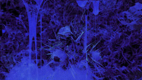 3Dイラスト 森の中の恐ろしい花のとげ 暗闇の中で ホラーシーン — ストック写真