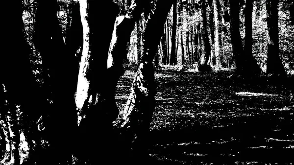 3Dイラスト Dark Silhouette Tree Wood Black Whit — ストック写真