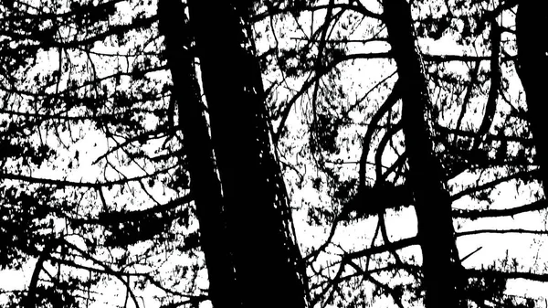 3Dイラスト Dark Silhouette Tree Wood Black Whit — ストック写真
