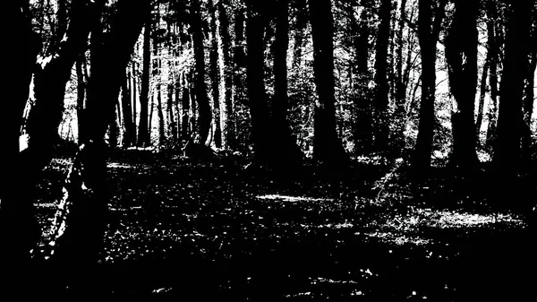 Illustration Silhouette Sombre Arbre Dans Bois Noir Blanc — Photo