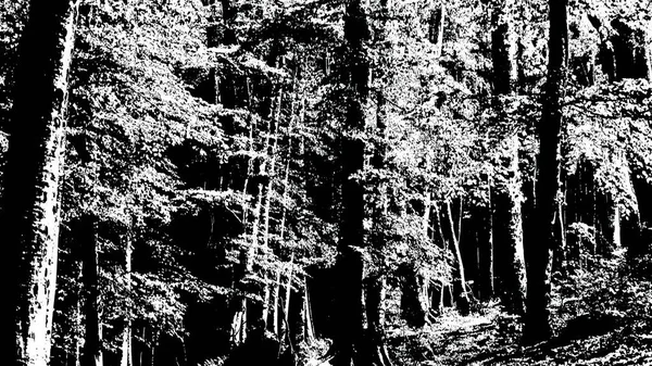 Ілюстрація Темна Силует Дерева Лісі — стокове фото
