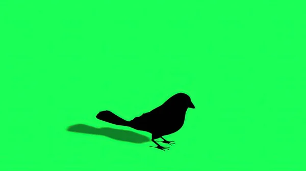 3Dイラスト Silhouette Sparrow 緑の画面 — ストック写真