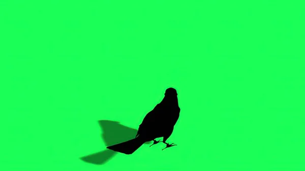 Ilustracja Sylwetka Wróbla Zielony Ekran — Zdjęcie stockowe