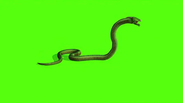 Ilustração Serpente Uma Tela Verde Fundo — Fotografia de Stock