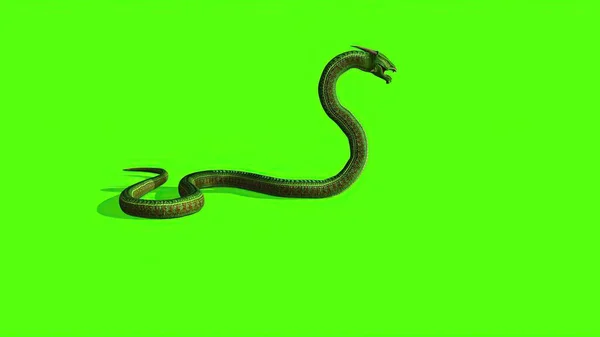 Illustration Serpent Sur Écran Vert Fond — Photo