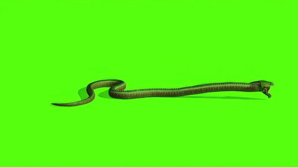 3D插图 绿色屏幕上的蛇 — 图库照片