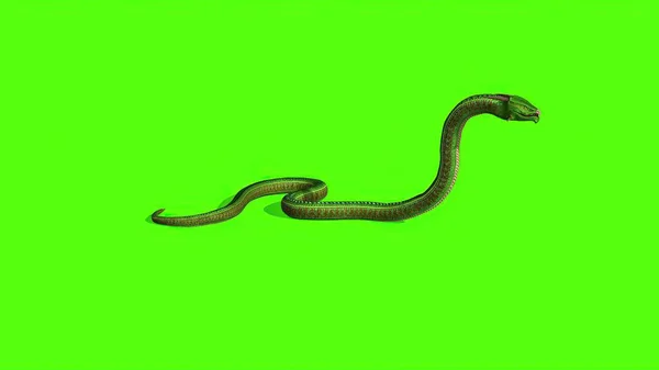 Ilustração Serpente Uma Tela Verde Fundo — Fotografia de Stock