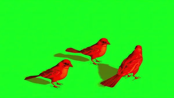 Abbildung Silhouette Des Roten Sperlings Green Screen — Stockfoto