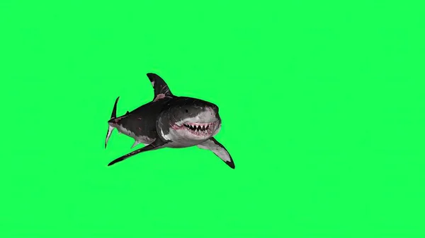 3d illustration - Shark  In A  Green Screen -  background