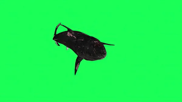 Ilustracja Rekin Zielonym Ekranie Tło — Zdjęcie stockowe