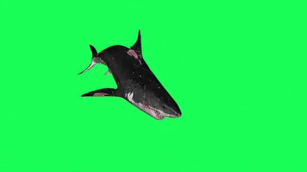 3D插图 绿色屏幕中的鲨鱼 — 图库照片