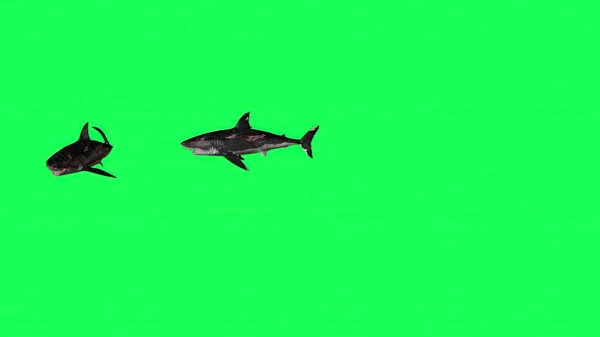 Ілюстрація Shark Green Screen — стокове фото