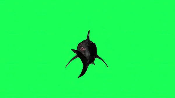 ภาพ ฉลามในหน าจอส นหล — ภาพถ่ายสต็อก