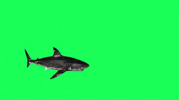 Illusztráció Shark Green Screen Háttér — Stock Fotó