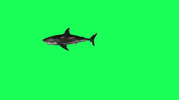 3Dイラスト Shark Green Screen — ストック写真