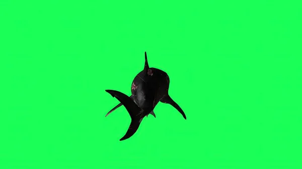 ภาพ ฉลามในหน าจอส นหล — ภาพถ่ายสต็อก
