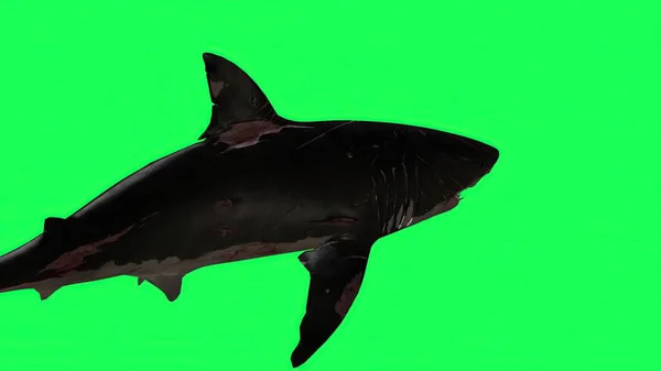 3d illustration - Shark  In A  Green Screen -  background