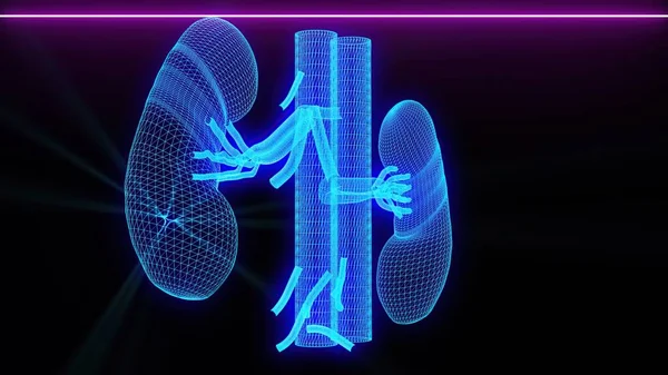 Illustration Medical Scan Kidneys — Stock Photo, Image