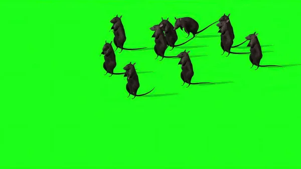 Abbildung Nette Graue Ratte Auf Grünem Bildschirm — Stockfoto